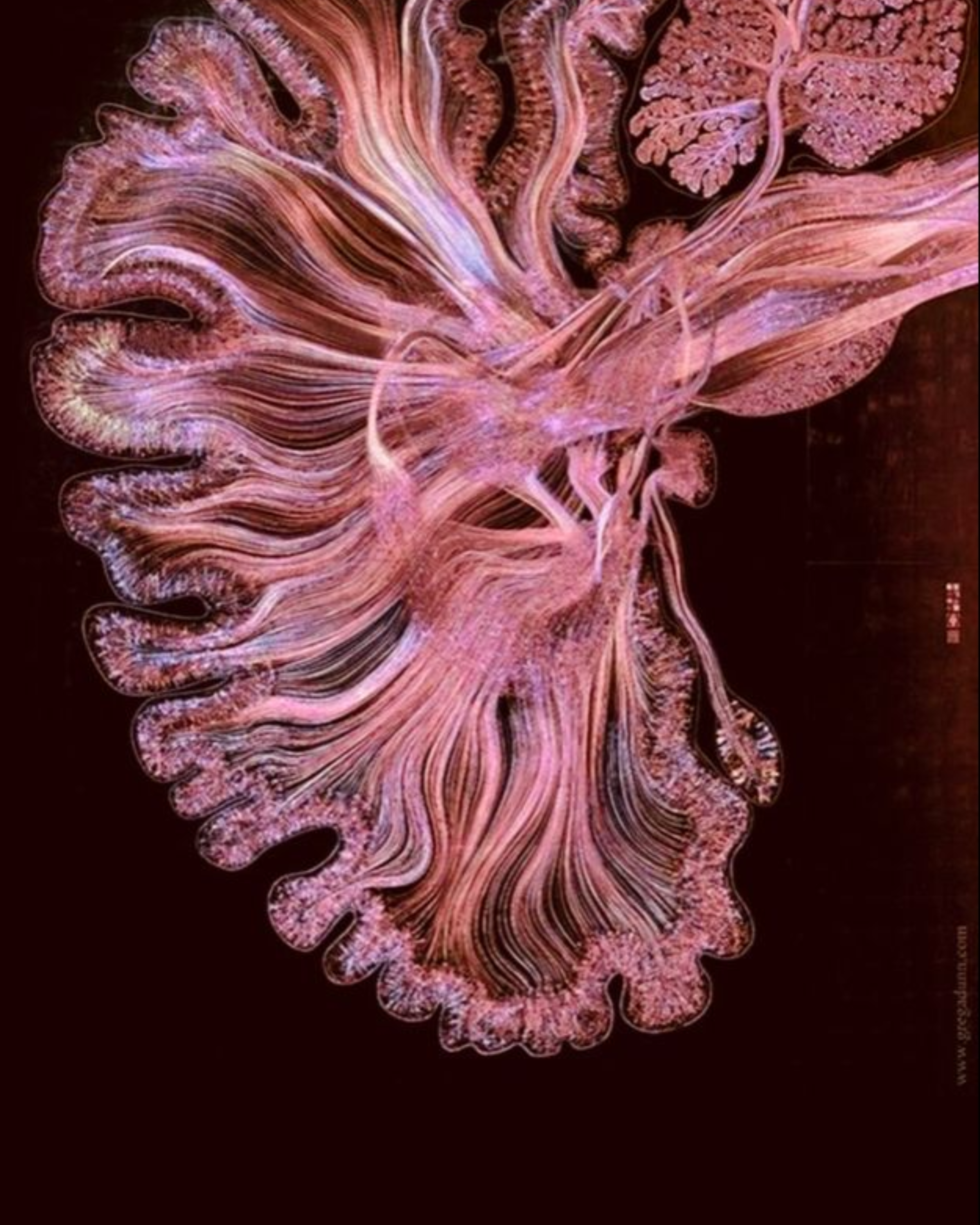 Huperzine A improves cognitive function