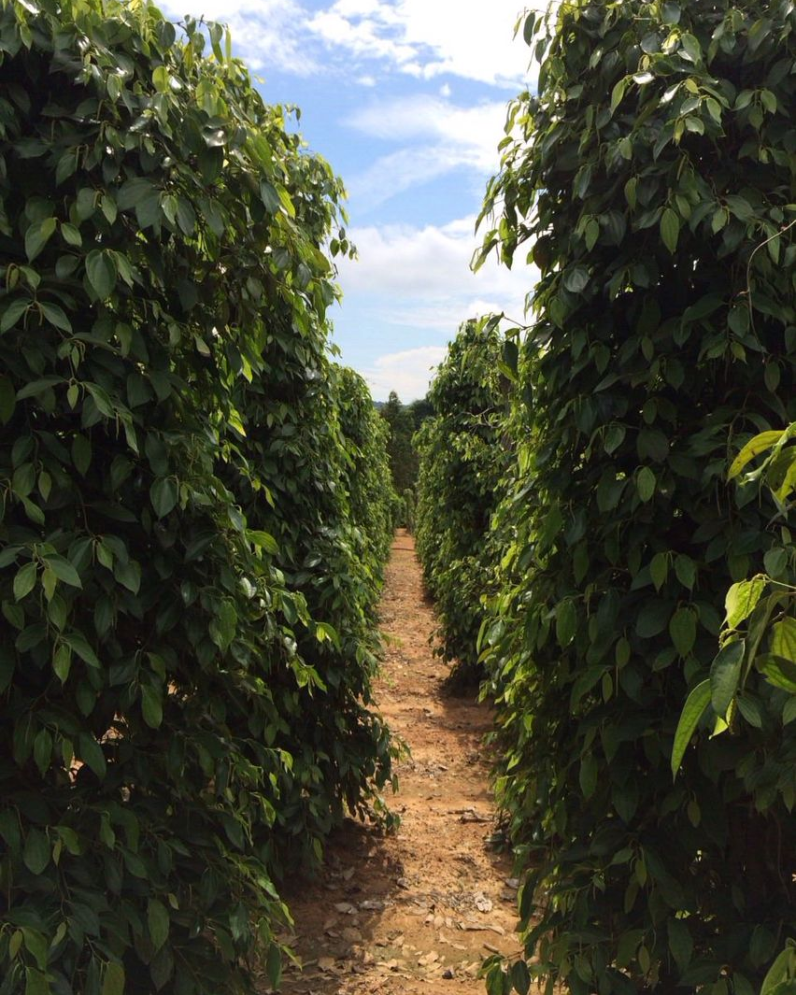 Pepper for Effect Increase